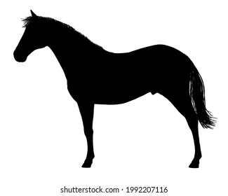 Horse silhouette on a white background. Side view. Vector illustration