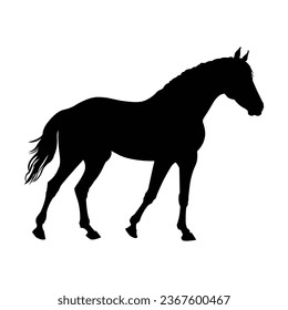 Horse Silhouette on White Background