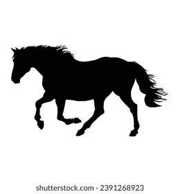Horse silhouette on white background