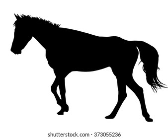 Horse silhouette on white background, vector illustration