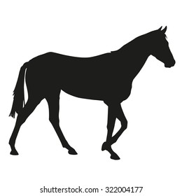 Horse silhouette. Vector