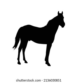 Horse silhouette vector black and white