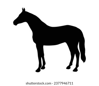 Silhouette de Caballo. Ilustración del vector de caballo.