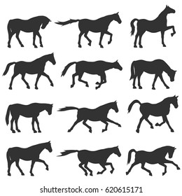 Juego de vectores de silueta de caballo. Estallión en blanco y negro de pie y formas de stallion en marcha.