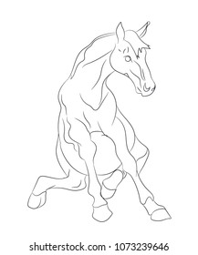 horse sits vector lines, white background