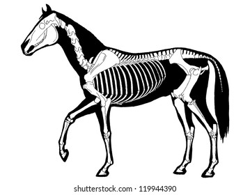 Horse skeleton