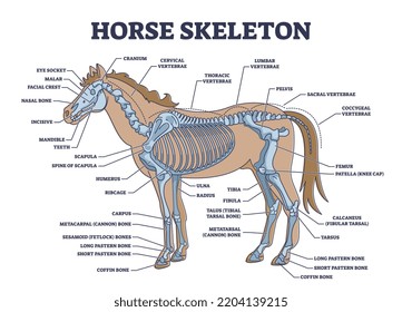 Esqueleto de caballo con sistema esquelético animal y esquema de anatomía ósea. Esquema educativo etiquetado con explicación detallada biológica ilustrativa vectorial. Zoología de Stallion con partes internas.