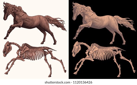 Horse and horse skeleton. Design set. Hand drawn engraving. Editable vector vintage illustration. Isolated on white and dark background. 8 EPS