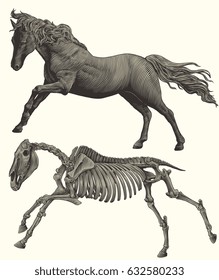 Horse skeleton. Design set. Hand drawn engraving. Vector vintage illustration. Isolated on white background. 8 EPS