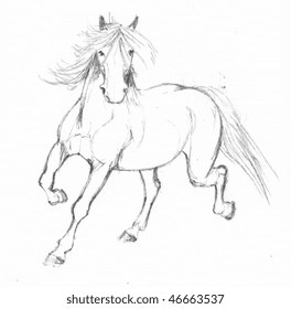 horse sketches and drawings