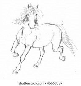 Horse Sketch