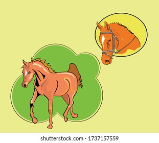 Horse sketch of brown arabian stallion.  breed. Horse racing symbol, equestrian sport badge, t-shirt print design vector