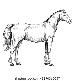 Horse sketch isolated on white background	
