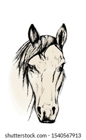 Horse sketch, outline portrait in color white isolated