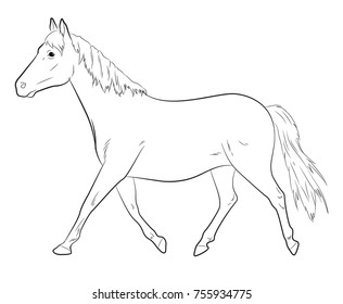 Horse Sketching Vector Illustration
