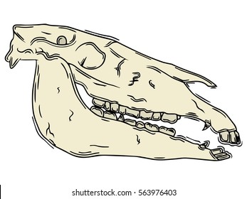 horse skull