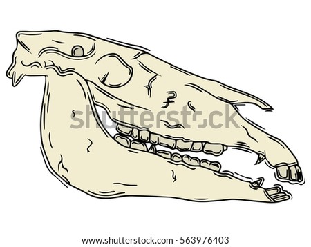 horse skull