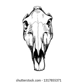 Horse Skull Illustration Drawing Engraving Ink 스톡 벡터(로열티 프리) 1317855371