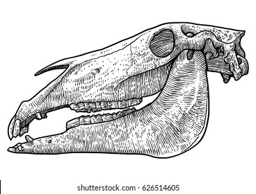 Horse skull illustration, drawing, engraving, ink, line art, vector