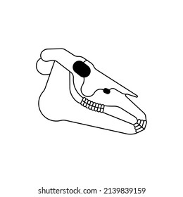 Horse skull isolated. horse cranium Vector illustration