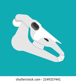 Horse skull isolated. horse cranium Vector illustration