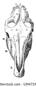 Horse Skull Seen from Above in which occipital lobe and parietal bone are present vintage line drawing or engraving illustration.
