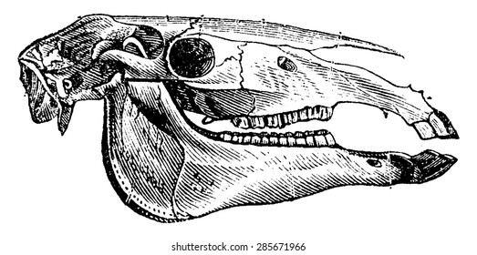 Horse skull, vintage engraved illustration. Natural History of Animals, 1880.
