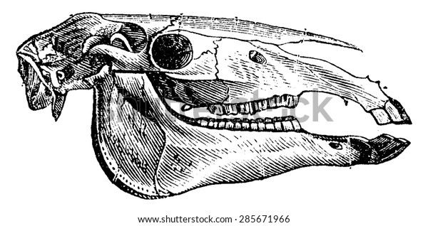 Horse Skull Vintage Engraved Illustration Natural Stock Vector (Royalty ...