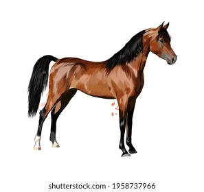 Horse from splash of watercolors. Hand drawn sketch. Vector illustration of paints