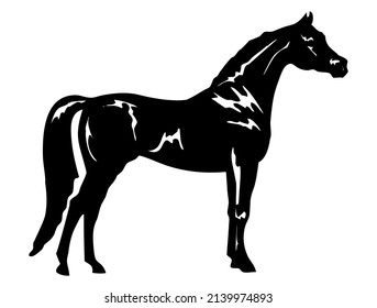 Horse, stallion, domestic and wild animal, mammal, design, vector, illustration in black and white color, isolated on white background