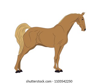 horse standing, color, vector, white background