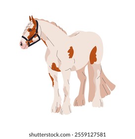 Horse standing, Gypsy Cob breed. Thoroughbred equine animal, work draft farm stallion in halter, feathered legs, spotted coat. Flat graphic vector illustration isolated on white background