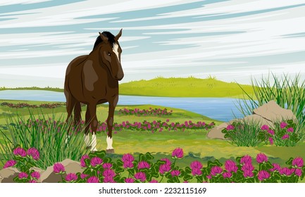 El caballo está parado en la pradera. El agua pradera con hierba y un trébol floreciente en la orilla del río. caballos salvajes y de granja. Paisaje vectorial realista