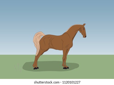 horse standing in nature, vector