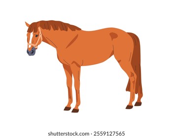 Horse standing. Purebred stallion in calm pose with halter on muzzle. Graceful equine animal breed, domestic country animal. Thoroughbred steed. Flat vector illustration isolated on white background