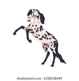 Horse standing up in rearing pose. Wild stallion profile, beautiful spotted steed of Knabstrupper breed. Purebred spotty animal. Colored flat graphic vector illustration isolated on white background