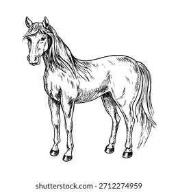 Pferd mit seitlicher Sicht. Schwarz-weiße Vektorgrafik von Hand gezeichnet. Perfekt für Pferdezucht, Pferdestall oder landwirtschaftliche Projekte. Auch für Etiketten, Verpackungen, Banner und mehr geeignet.