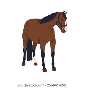 Horse standing, wearing bridle. Chestnut stallion with halter on head, harness on muzzle. Thoroughbred equine. Domestic purebred farm animal. Flat vector illustration isolated on white background