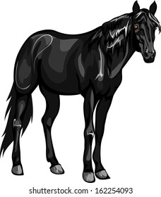 horse stands