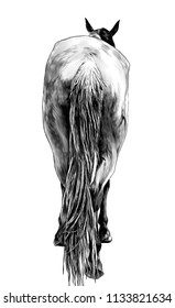 horse stands back view on ass and little head and ears sticking out and lifted one leg, sketch vector graphics monochrome illustration on white background