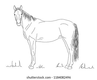 A horse stands in the meadow.