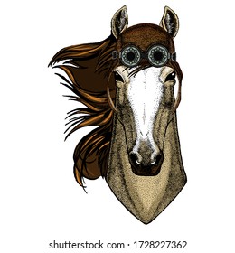 Horse, steed, courser. Portrait of wild animal. Aviator flying leather helmet with googles.