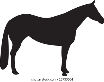 horse vector