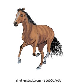 Horse Vector Art, Racing Horse, Image, Icon, For t shirt Design