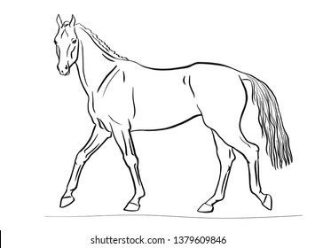 Horse vector drawing