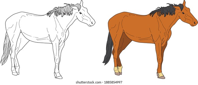 Horse vector drawing animal vector drawing, cartoon vector, line art and color
