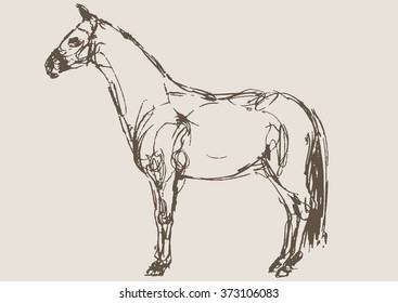 horse vector, hand draw sketch 