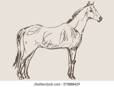 horse vector, hand draw sketch 