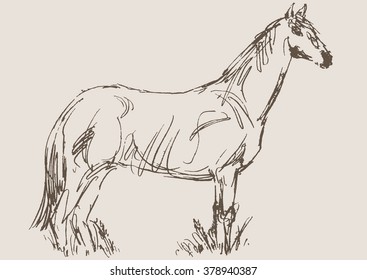 horse vector, hand draw sketch 