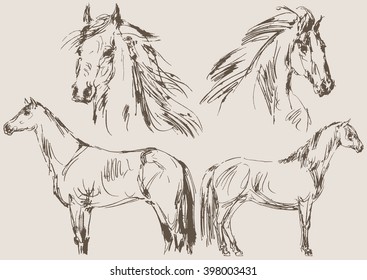 horse vector, hand draw sketch 